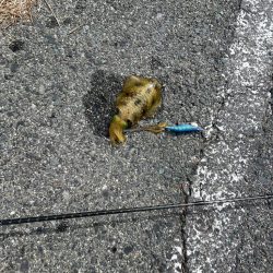 エギングとサビキ