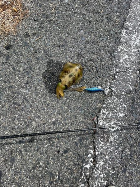 エギングとサビキ