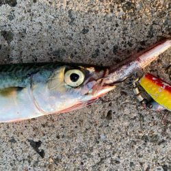 朝マヅメチヌ2匹