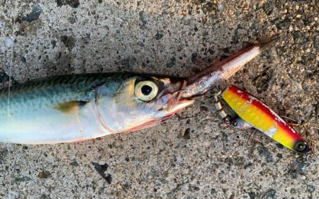 朝マヅメチヌ2匹