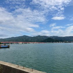 サヨリいっぱい