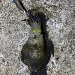 軍艦グリーンでアオリイカ