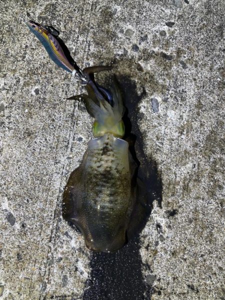 軍艦グリーンでアオリイカ