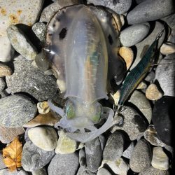 アオリイカ釣行