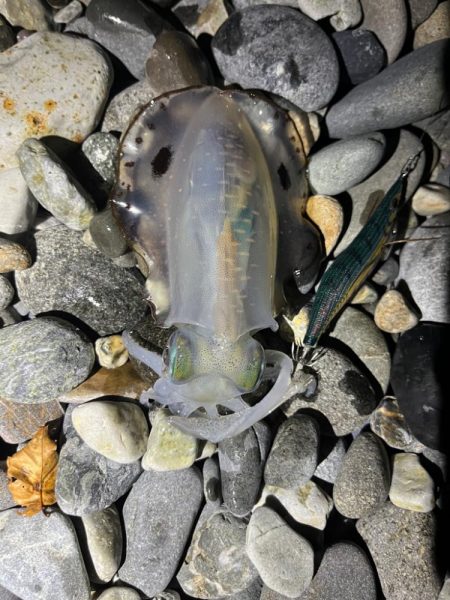 アオリイカ釣行