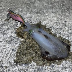 第４回空ちゃんエギング大会１