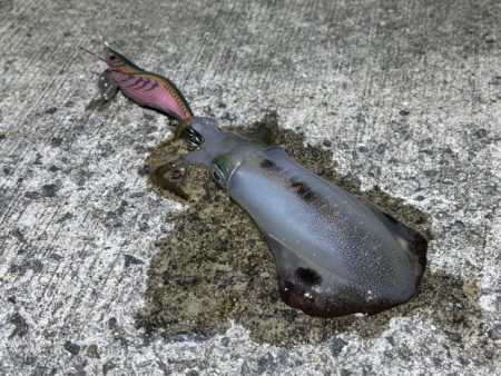 第４回空ちゃんエギング大会１