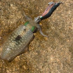 姫路離島秋エギング｜サイズ小さく激渋！