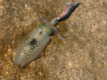 姫路離島秋エギング｜サイズ小さく激渋！