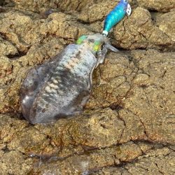 のりくら渡船利用で西島エギング