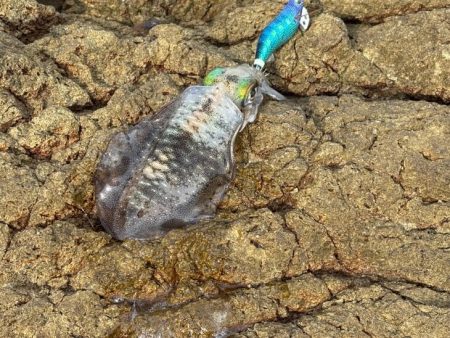 のりくら渡船利用で西島エギング