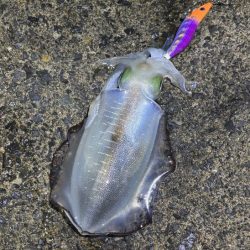 ナイトエギングでサイズアップ！けど渋い・・…