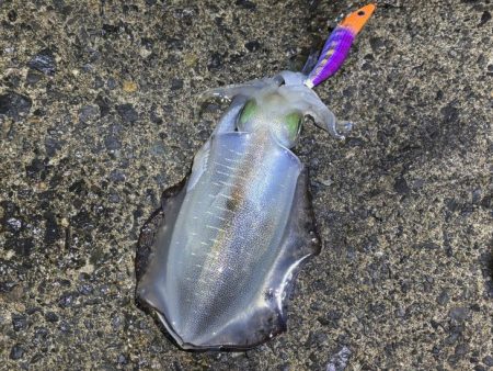 ナイトエギングでサイズアップ！けど渋い・・…