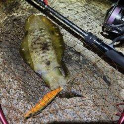 日本海秋ナイトエギング｜良型アオリイカがポツポツと釣れる♪