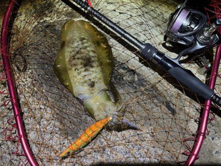 日本海秋ナイトエギング｜良型アオリイカがポツポツと釣れる♪