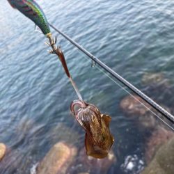 夜明け前からエギング｜まだまだ小さい！