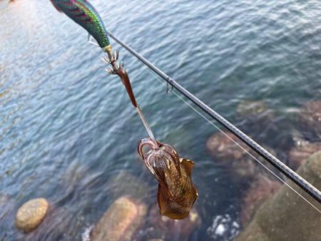 夜明け前からエギング｜まだまだ小さい！