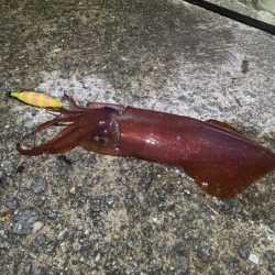 空ちゃんエギング大会｜ケンサキでみかんちゃん賞ゲット