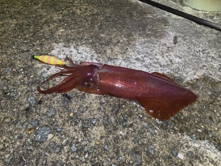 空ちゃんエギング大会｜ケンサキでみかんちゃ…