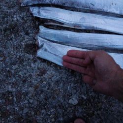 久しぶりのタチウオ