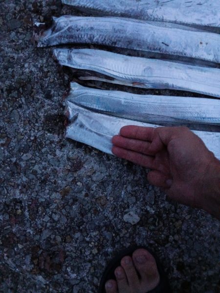 久しぶりのタチウオ