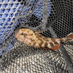 エギングとフロートリグ