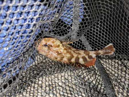 エギングとフロートリグ