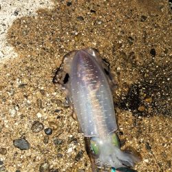 エギングへエギング