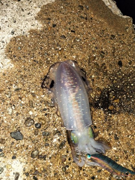 エギングへエギング