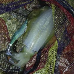 24ルビアス、墨付け完了！