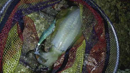 24ルビアス、墨付け完了！