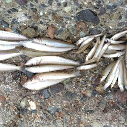 数だけはのびました。