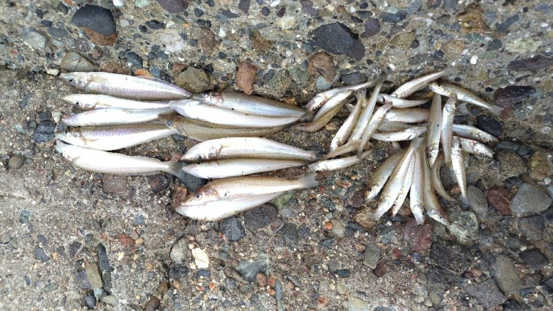 数だけはのびました。