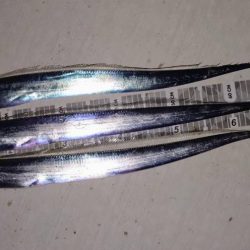 今年初太刀魚調査＆予期せぬ外道も