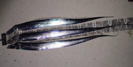 今年初太刀魚調査＆予期せぬ外道も