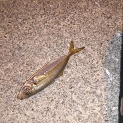 メバリングロッド鱗づけ成功