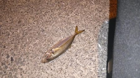 メバリングロッド鱗づけ成功