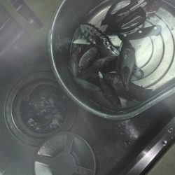 1週間の阿南ライトゲームの釣果