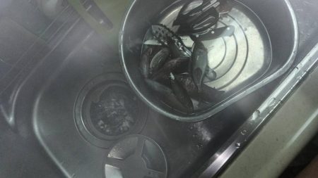 1週間の阿南ライトゲームの釣果