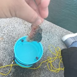 小松島ライトデイゲーム