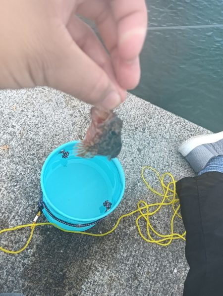 小松島ライトデイゲーム