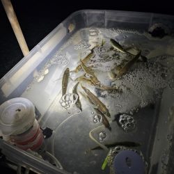 のませでヒラスズキ！シオ！