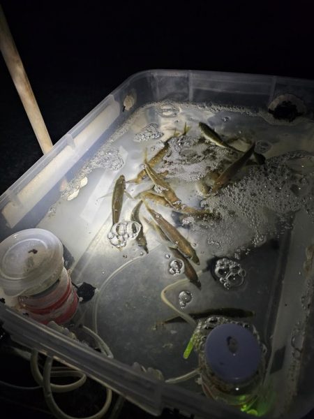 のませでヒラスズキ！シオ！