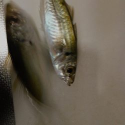 暮れる前にひと投げ