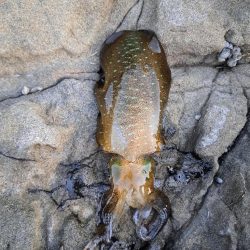 今年初エギング