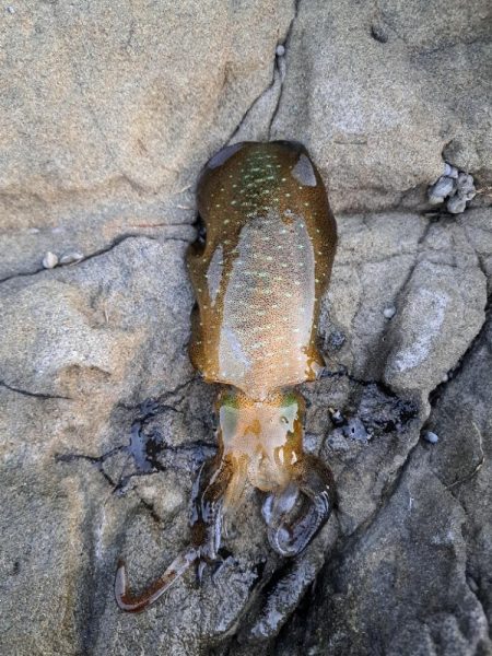 今年初エギング