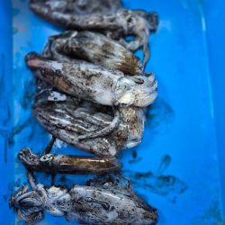 何年ぶりやろかなー エギング