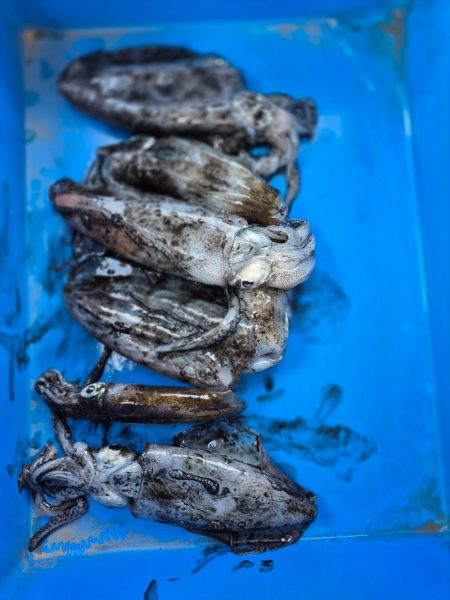 何年ぶりやろかなー エギング