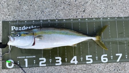 久しぶりの大阪湾