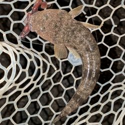 8月ラストチニングは敷石ナイトゲーム